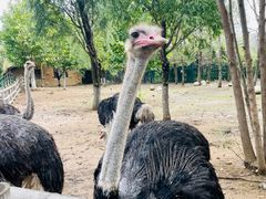 -大连森林动物园