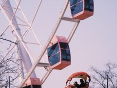 -顾村公园