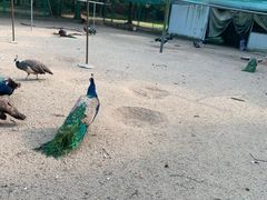 -苏州上方山国家森林公园