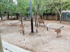 -清迈夜间动物园