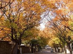 -八大关景区