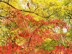 -黑龙江省森林植物园