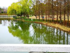 -顾村公园