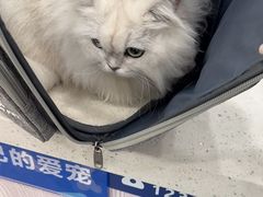 -芭比堂动物医院·24小时·眼科中心(深圳中心)