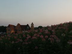 -大塘金香草谷