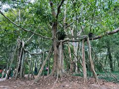 -中国科学院西双版纳热带植物园