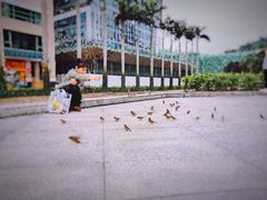 -金莲花广场