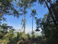 -南宁良凤江国家森林公园