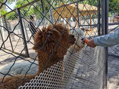 -长白岛森林公园