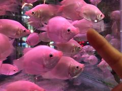 -三旗百汇商品城