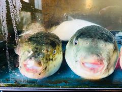 -天正河鲀·河豚亭(大连店)