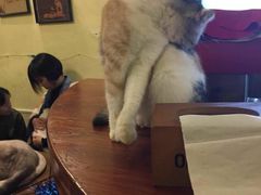 -猫色咖啡·猫咖