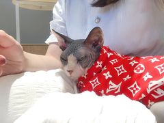 -啵啵喵·猫咖(攀华国际店)