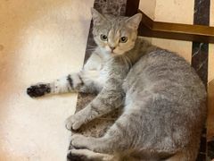 -猫色咖啡·猫咖