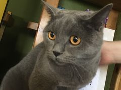 -猫猫幼稚园·撸猫·桌游·电玩