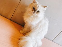 -猫儿山۰猫主题餐厅