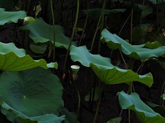 -荔湾湖公园