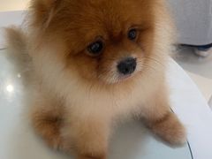 -喵园·猫主题咖啡厅·撸猫·猫咖(国贸店)