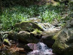 -素山寺森林公园