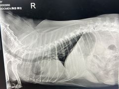 -瑞派·关忠动物医院·异宠专科·犬猫肿瘤·皮肤专科(望京店)