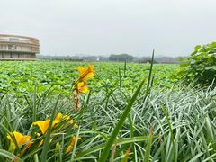 -荷塘月色湿地公园·向阳花洲