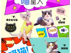 -70cat德文卷毛猫·缅因猫纯种猫舍