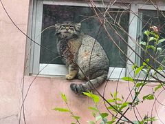 -青藏高原野生动物园