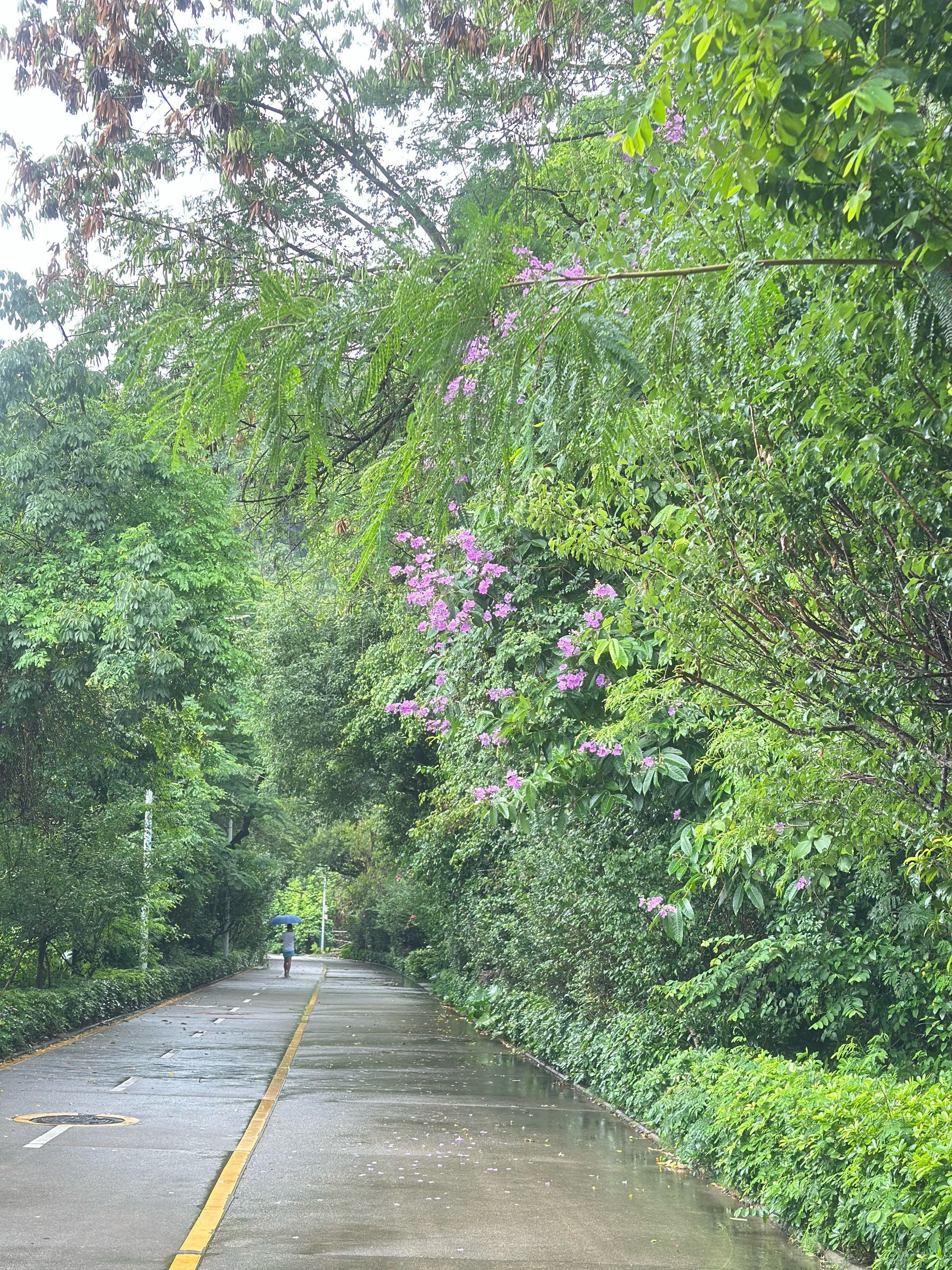 山路小径漫游,梅林山郊野径