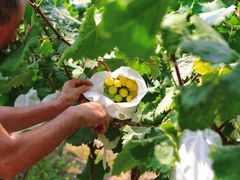 -马陆小张葡萄园农家乐