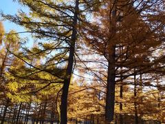 -塞罕坝国家级自然保护区