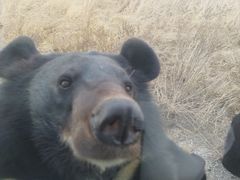 -黑瞎子岛探秘野熊园