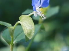 -黑龙江省森林植物园