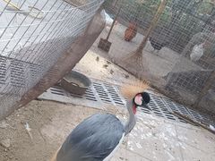 -太阳部落