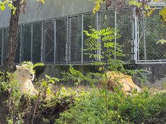 -石家庄市动物园