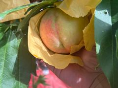 -南汇水蜜桃采摘(大团店)