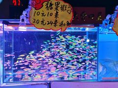 -中环花鸟鱼虫市场