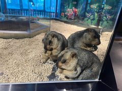 -昆明大悦城未来动物城(螺蛳湾中心店)