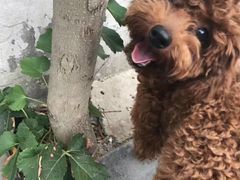 -爱派特动物医院·全科诊疗中心