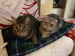 -佳怡动物医院·平价24小时·猫专科骨外科