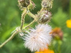 -桤木河湿地公园