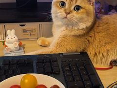 -欣宠猫屋·矮脚拿破仑·蓝金金渐层