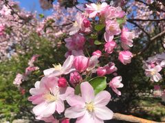 -海棠花溪(元大都城垣遗址公园)