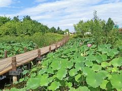 -马家湾湿地公园