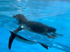 -帝企鹅自助餐厅•儿童岛•真企鹅(长隆企鹅酒店)