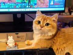 -欣宠猫屋·矮脚拿破仑·蓝金金渐层