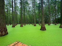 -渌洋湖湿地公园