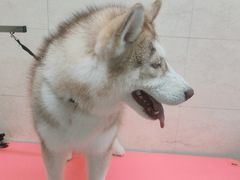 -翊宠yipet猫狗购宠庄园犬舍•猫舍