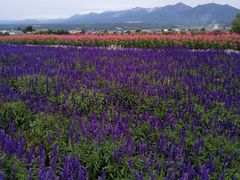 -富田农场