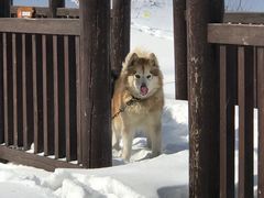 -长白山万达国际滑雪场