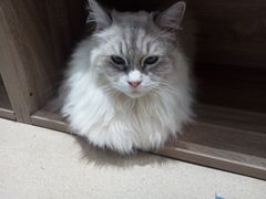 -藏猫猫咖啡主题馆(中央大道店)